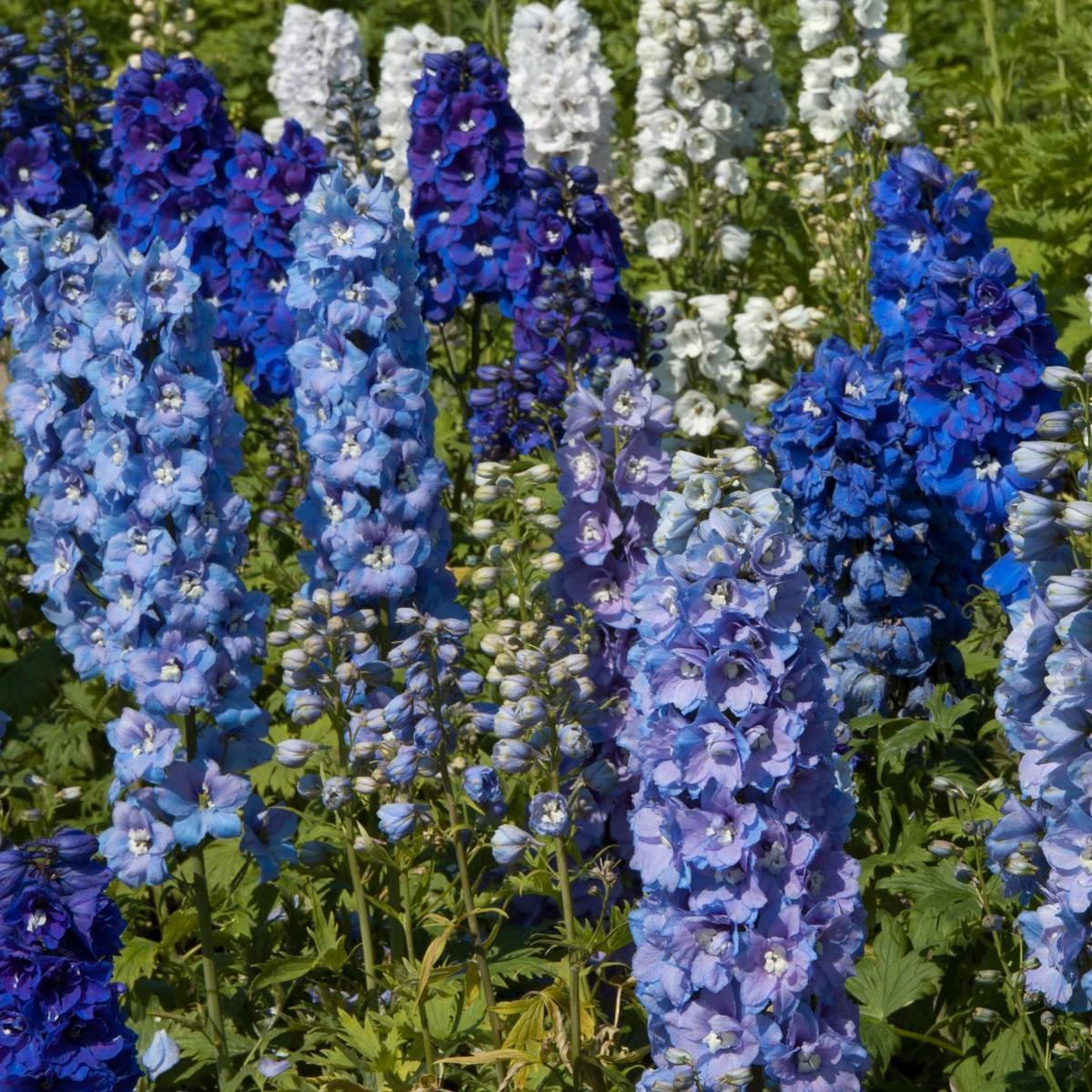 Delphinium Pacific Giants Mix Seeds