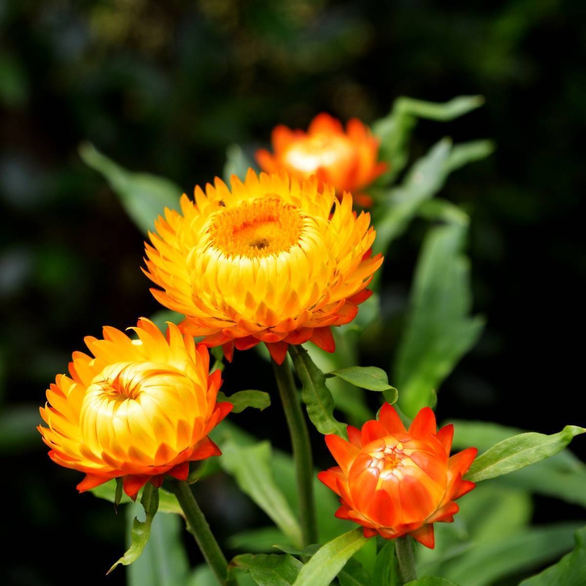 Everlasting Daisy Orange Seeds