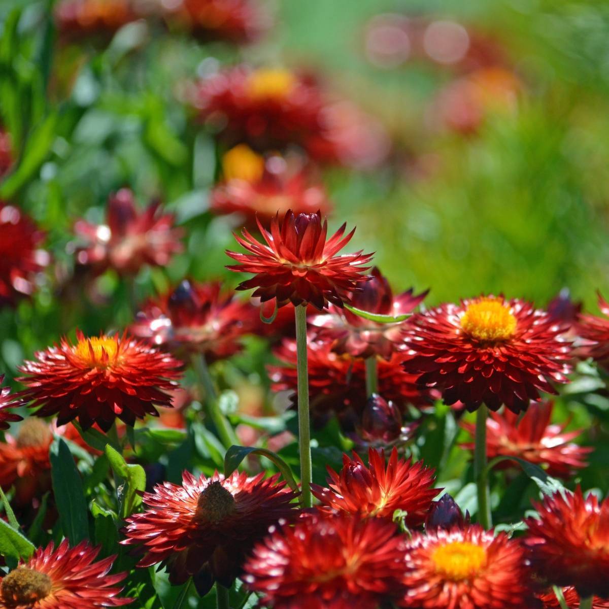 Everlasting Daisy Copper Red Seeds