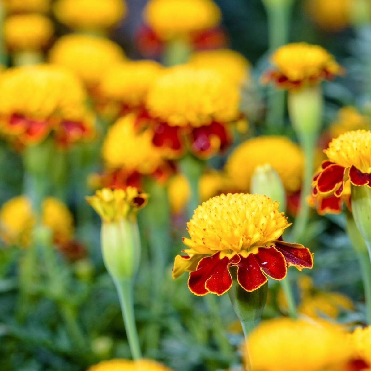 Marigold French Tiger Eyes Seeds