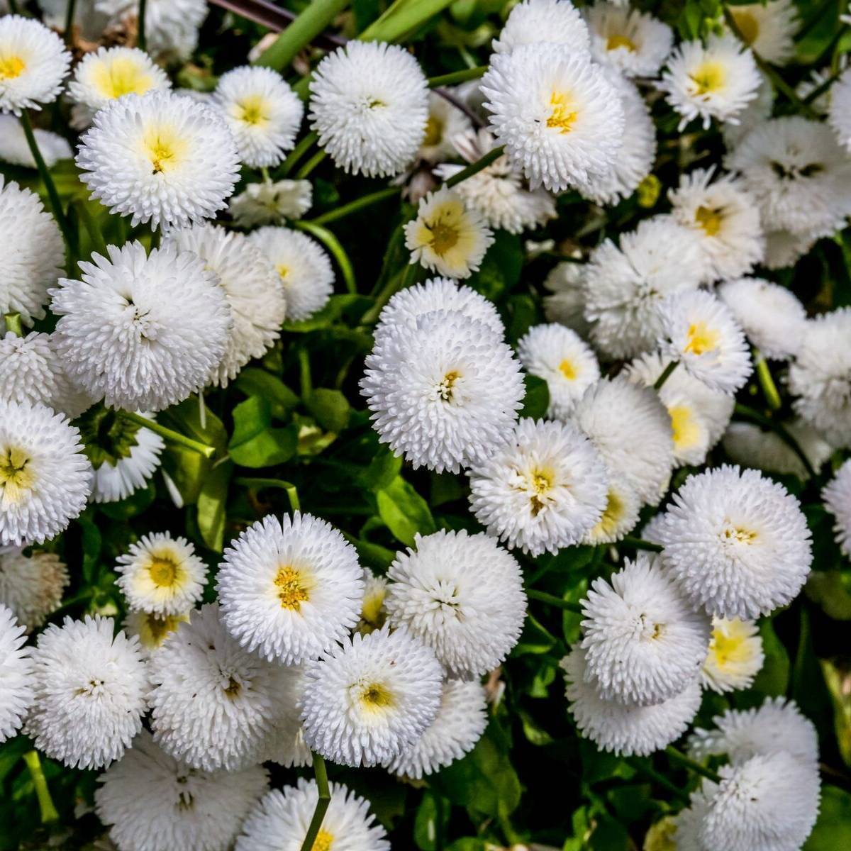 Feverfew Snowball Seeds