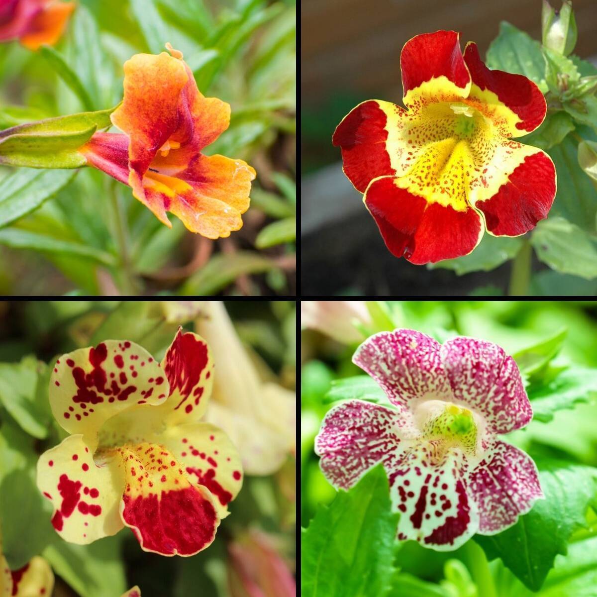 Tiger Monkey Flower Mix Seeds