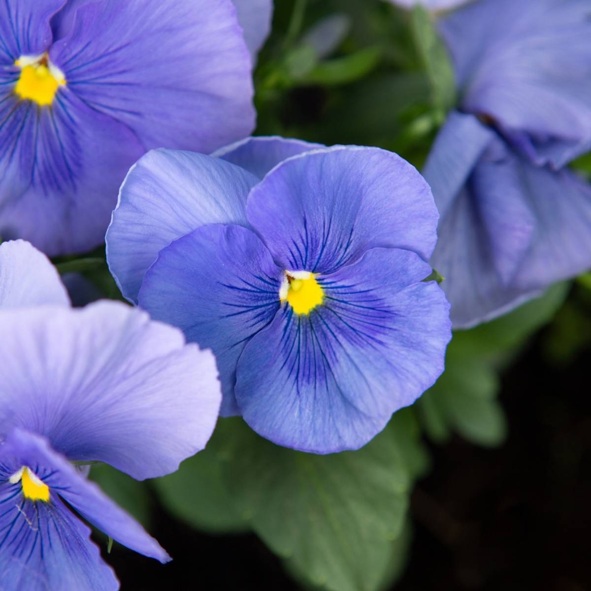 Viola Blue Perfection Seeds