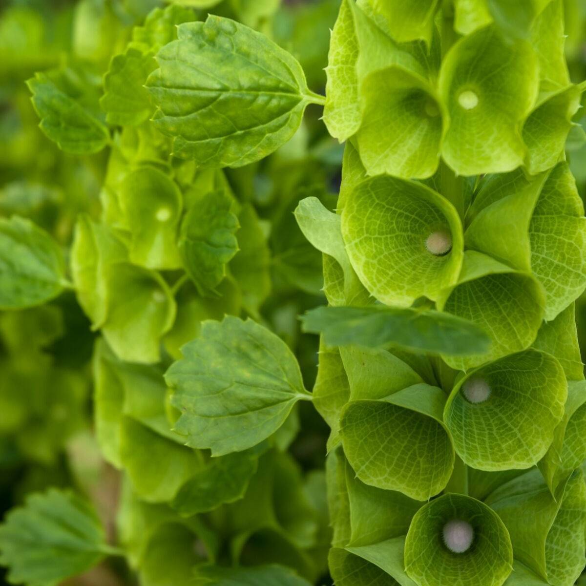 Bells of Ireland Seeds