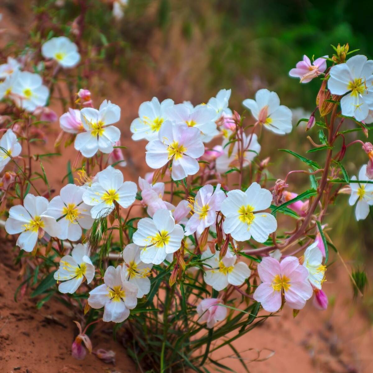 Evening Primrose Innocence Seeds