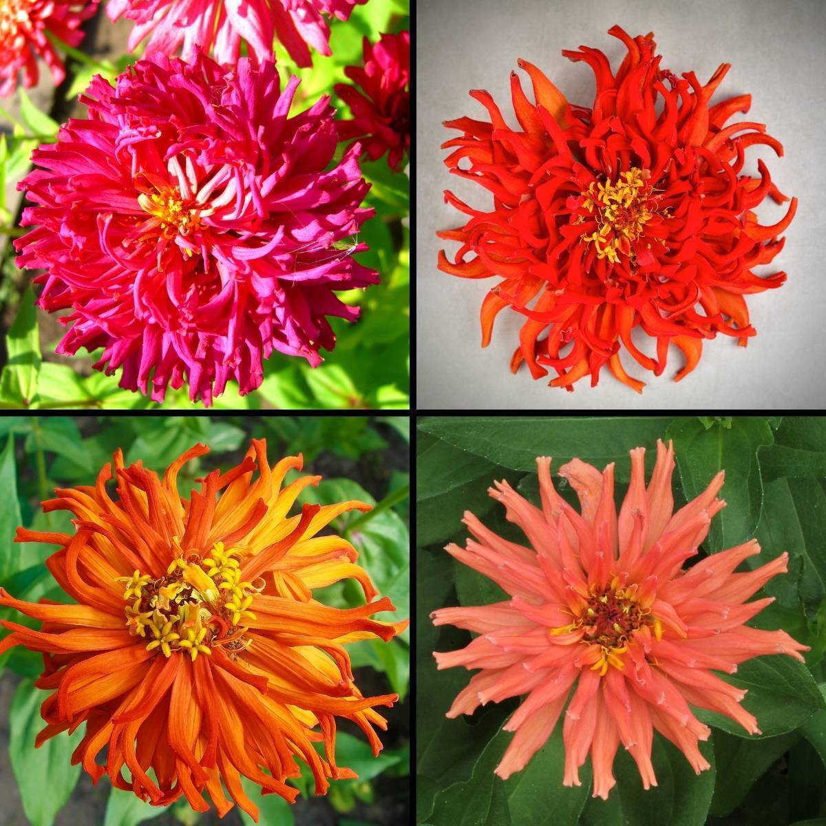 Zinnia Burpeeana Mix Seeds