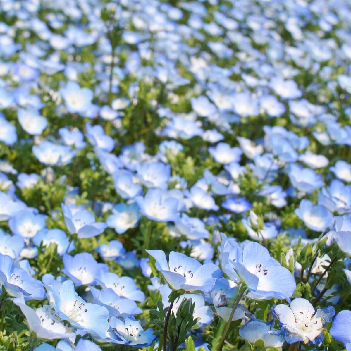 Baby Blue Eyes Seeds