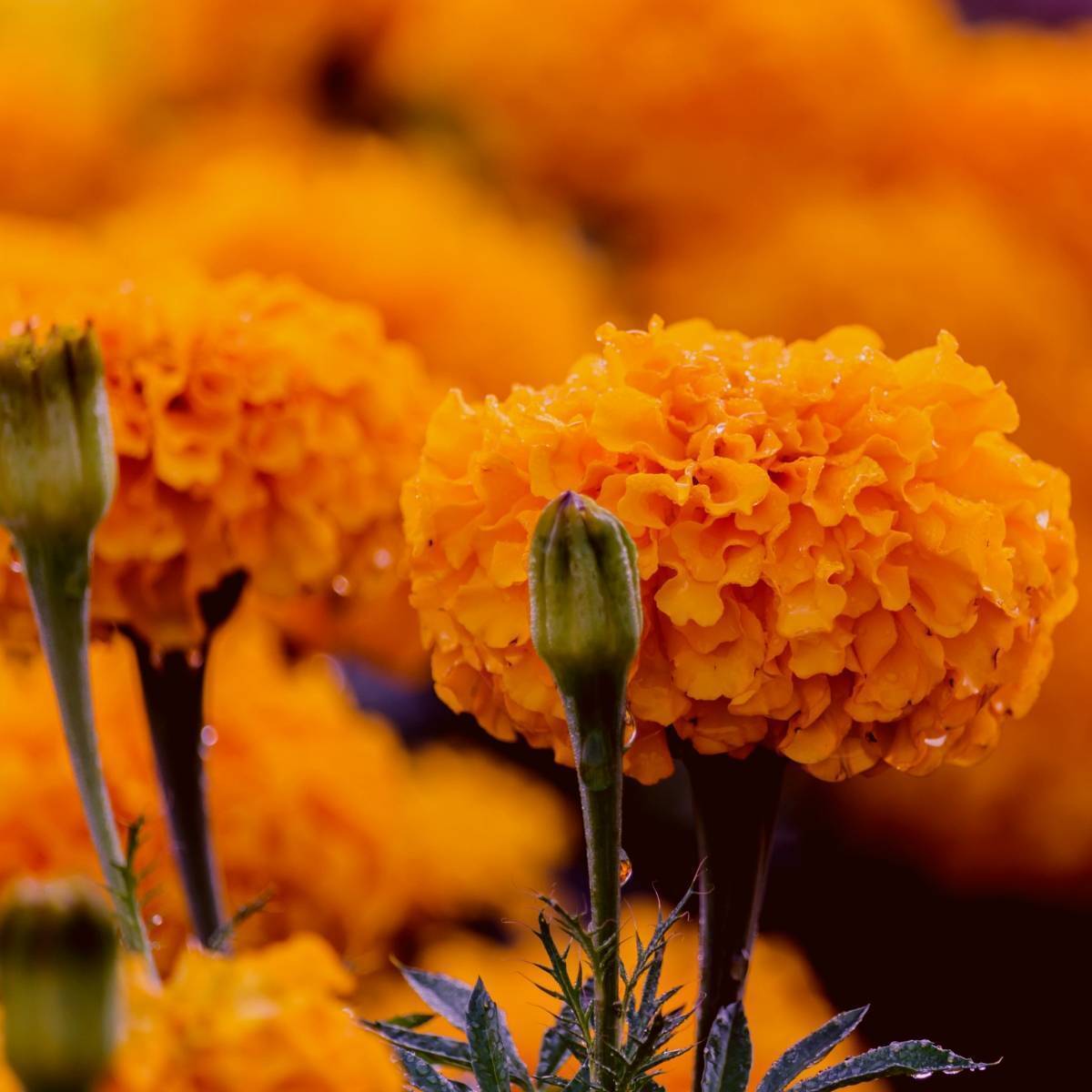 Marigold African Hawaii Seeds