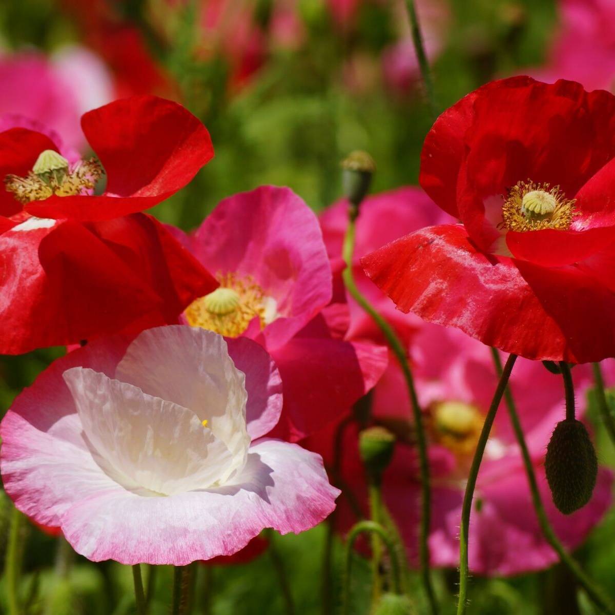 Shirley Poppy Single Mix Seeds