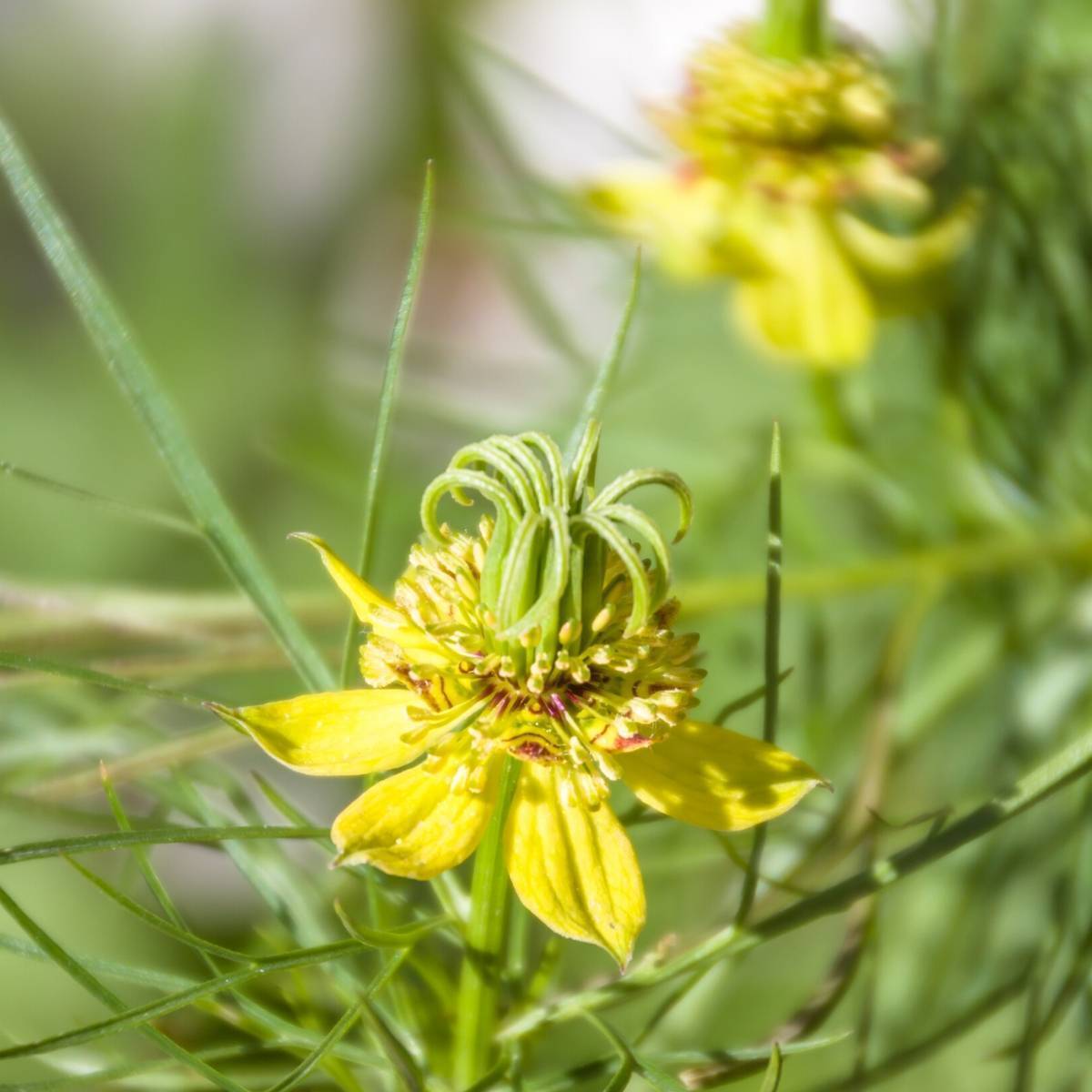 Nigella Transformer Seeds