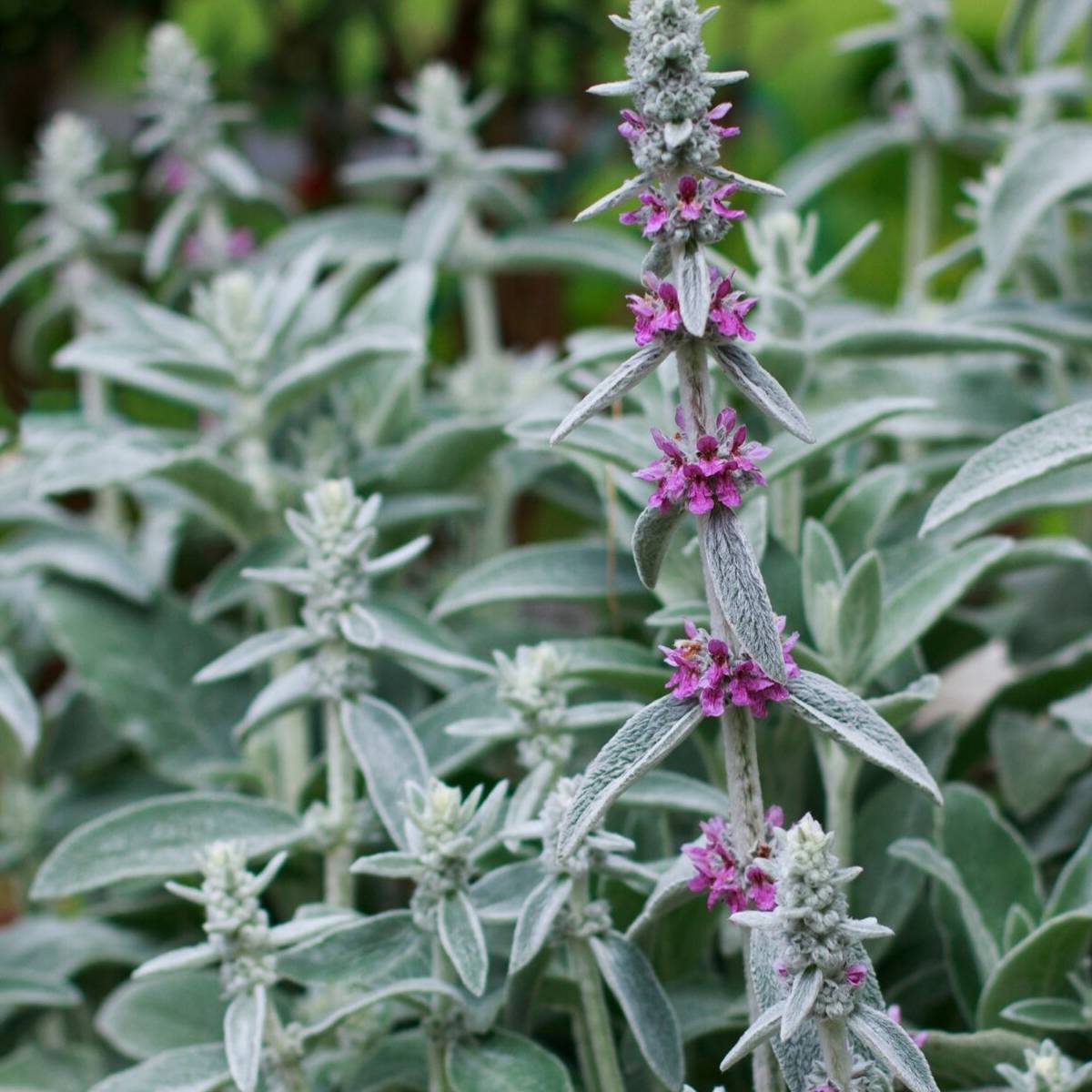 Lamb's Ear Deep Rose Seeds