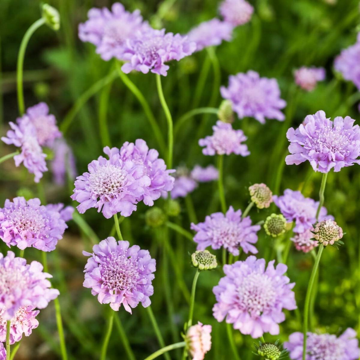 Pincushion Flower Lavender Blue Seeds