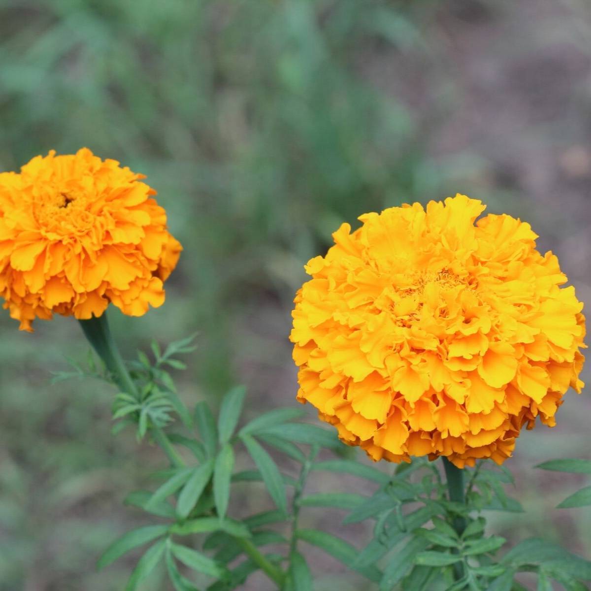 Marigold African Sierra Orange Seeds