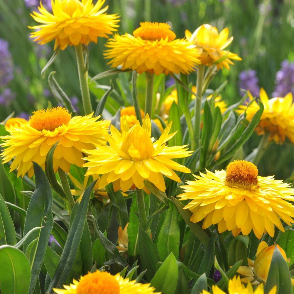 Everlasting Daisy Golden Yellow Seeds