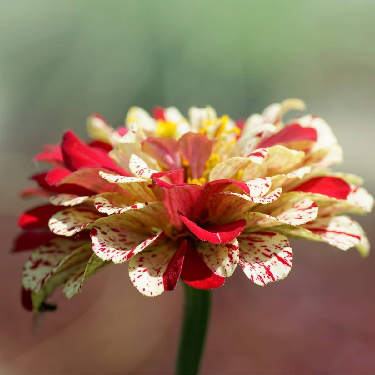 Zinnia Peppermint Stick Seeds