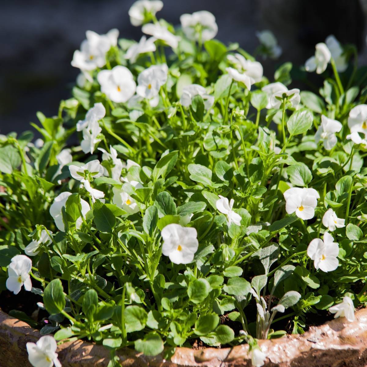 Viola White Perfection Seeds