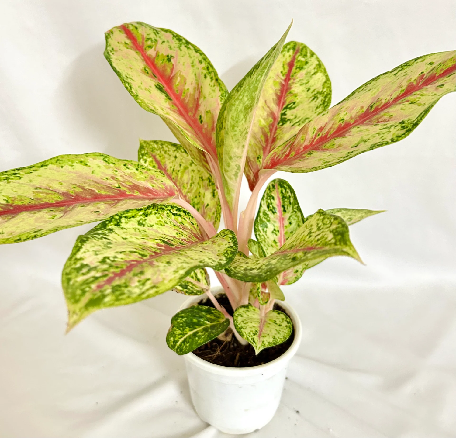 Yellow Aglaonema Plant Seeds for Planting - NON GMO Seeds