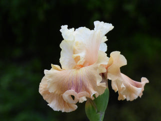 Fancy Footwork Tall Bearded Iris