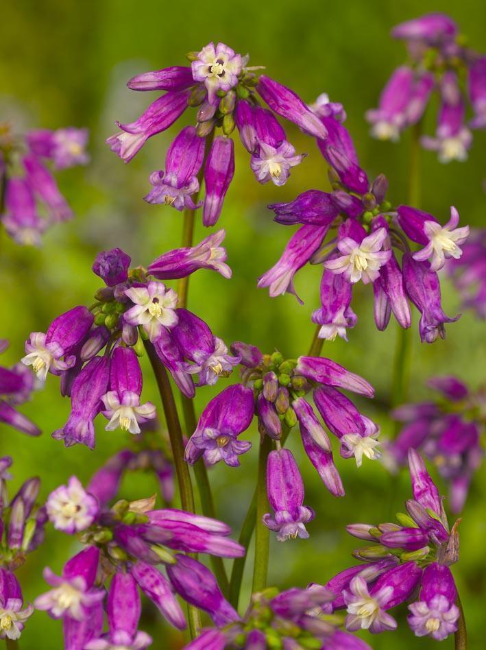 Dichelostemma Ida Maia 'Pink Diamond' Flower Bulbs