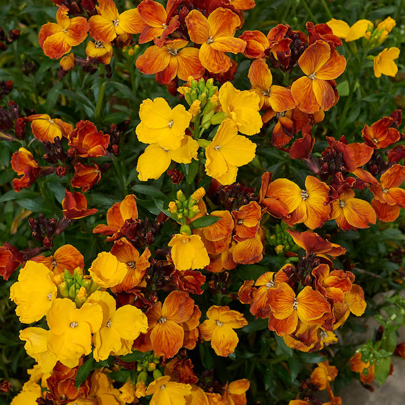 Wallflower Erysimum cheiri English Flowering Seeds For Planting in home garden borders or containers