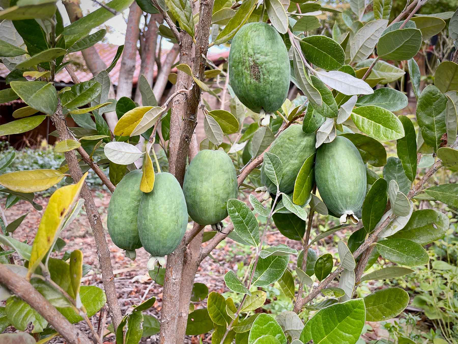 Feijoa (Acca sellowiana)