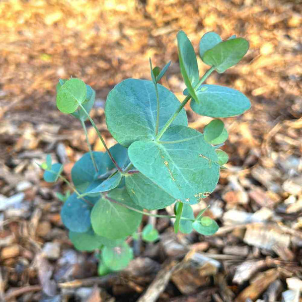 Cinerea, (Cinerea, scientific name) for planting in garden