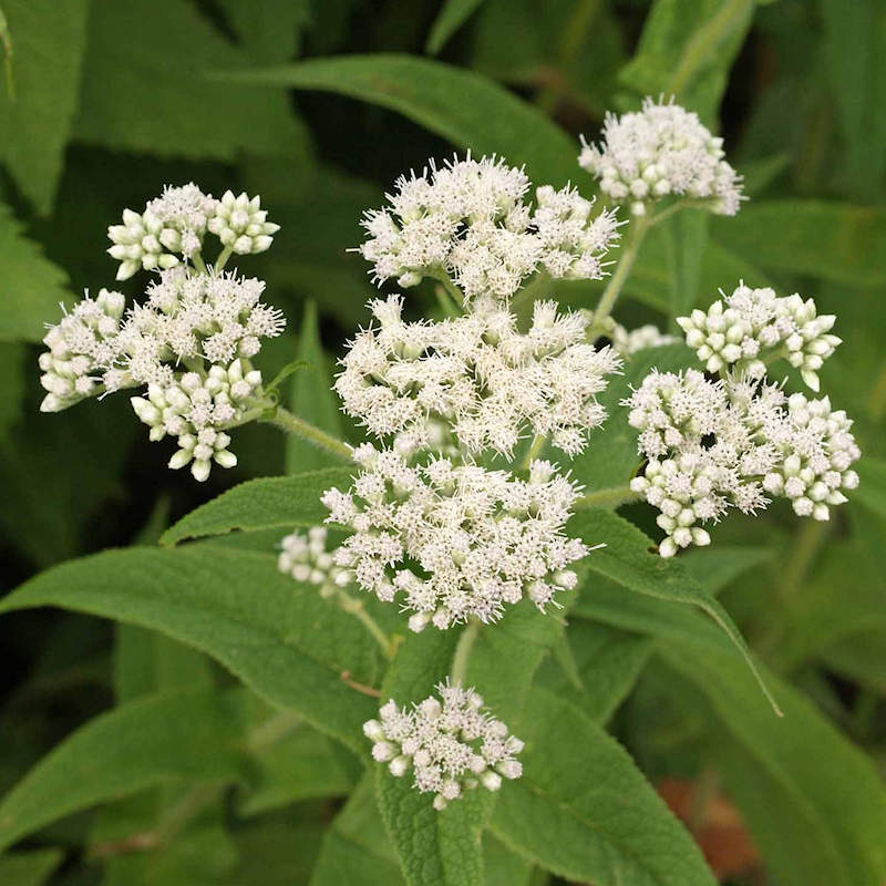 Boneset Seeds