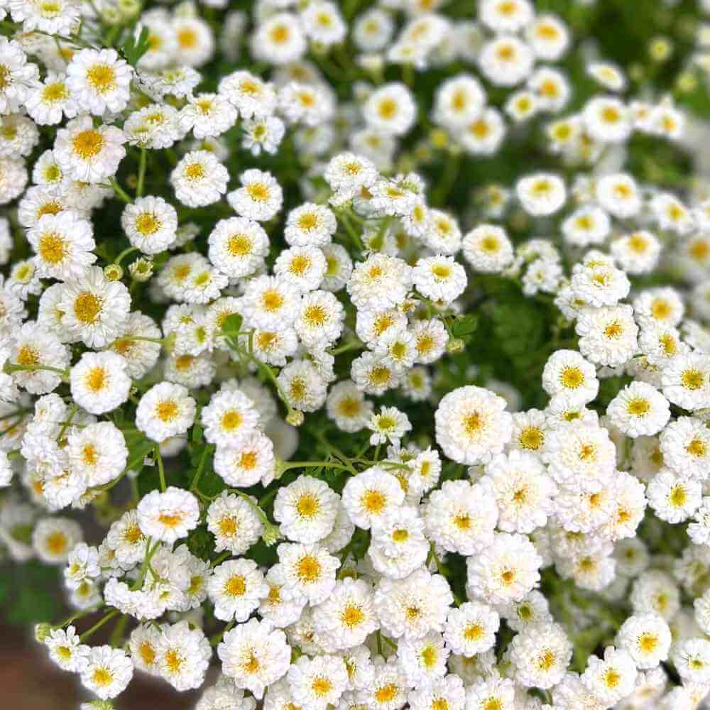 Feverfew Tetra White Wonder Seeds