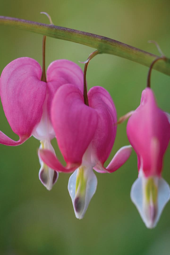 Bleeding Hearts Flower Seeds for Planting – Charming Shade-Loving Garden Blooms