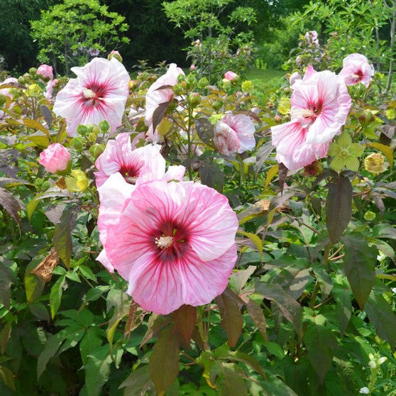 Rose Mallow Seeds - Mixed Colors