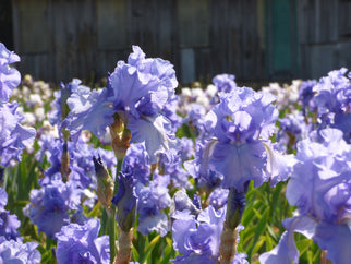 Fiesta In Blue Tall Bearded Iris