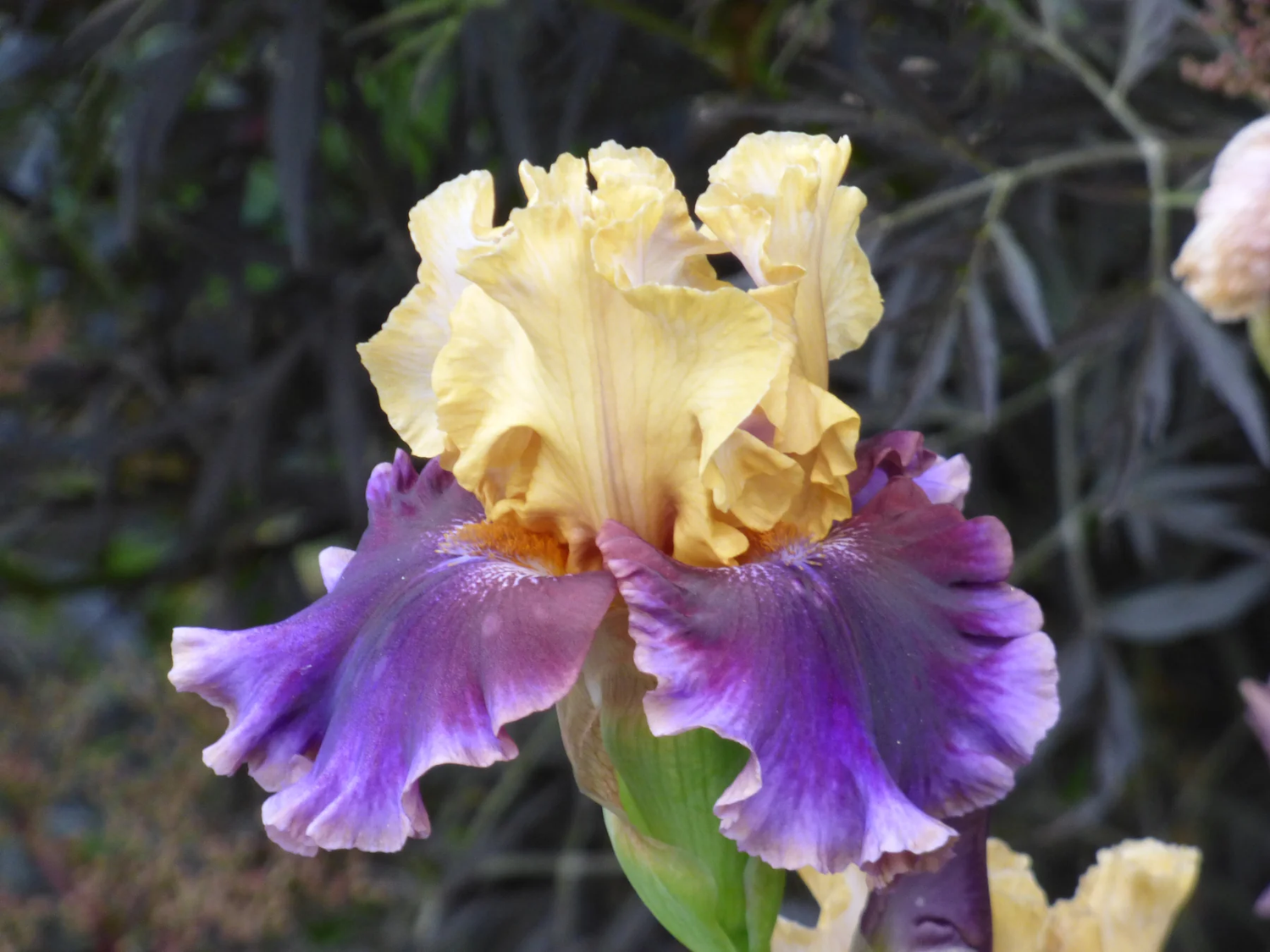 Final Episode Tall Bearded Iris