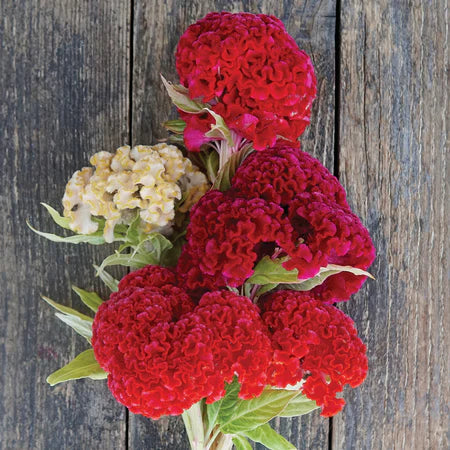 Celosia Chief Persimmon Flower Seeds, Heirloom, Non-GMO Bold Ornamental Blooming Seeds