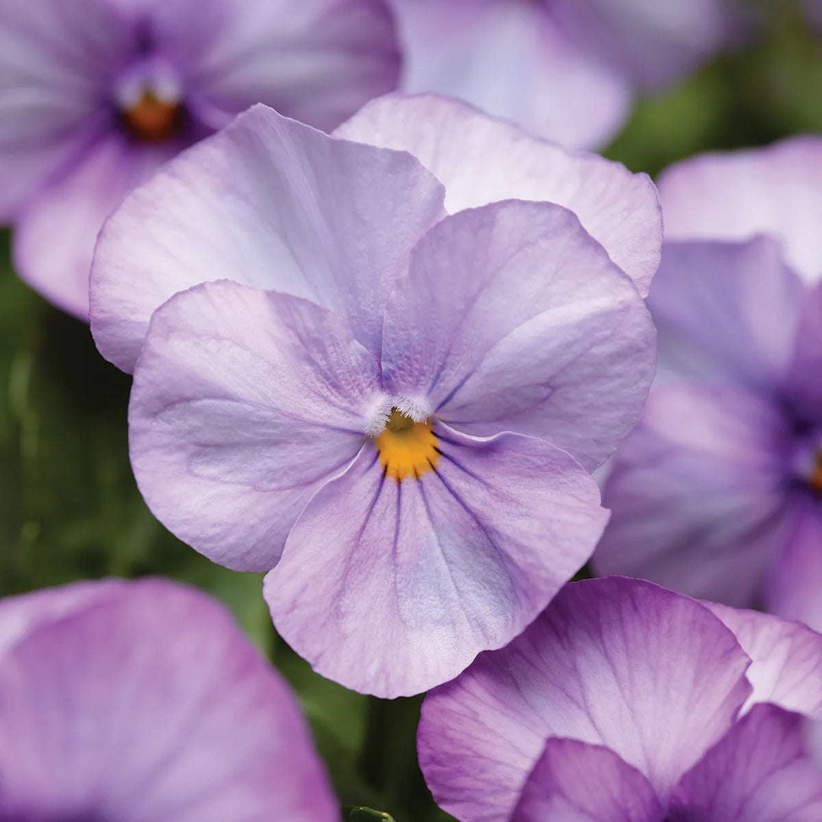 Viola Sorbet ‘Lilac Ice’ Flower Seeds – annual blooms with icy lilac tones
