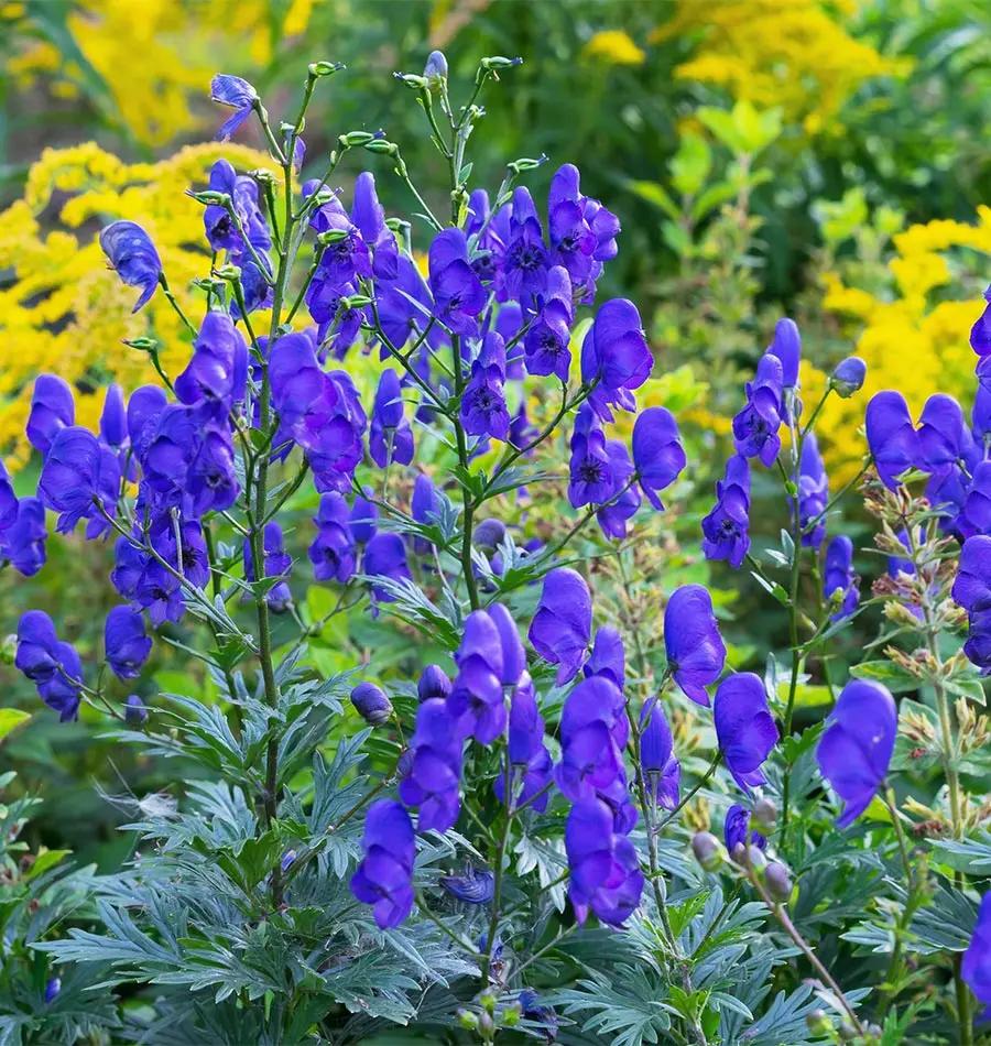 black-red-climbing-rose-vine-seeds-for-garden

