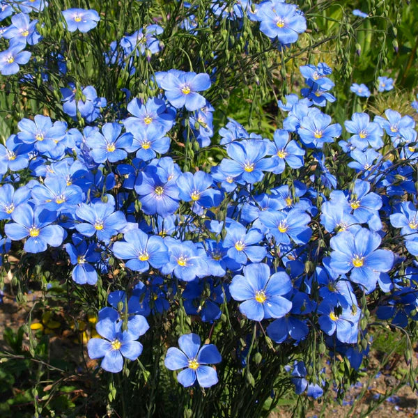 Blue Flax Linum usitatissimum decorative and edible flower seeds for home garden planting