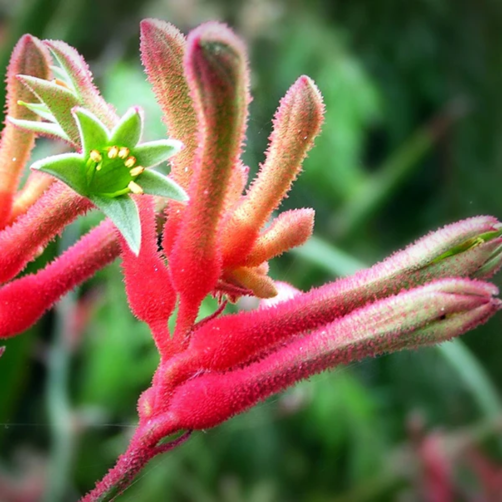 Kangaroo Paw Flower Seeds for Planting - NON GMO Seeds