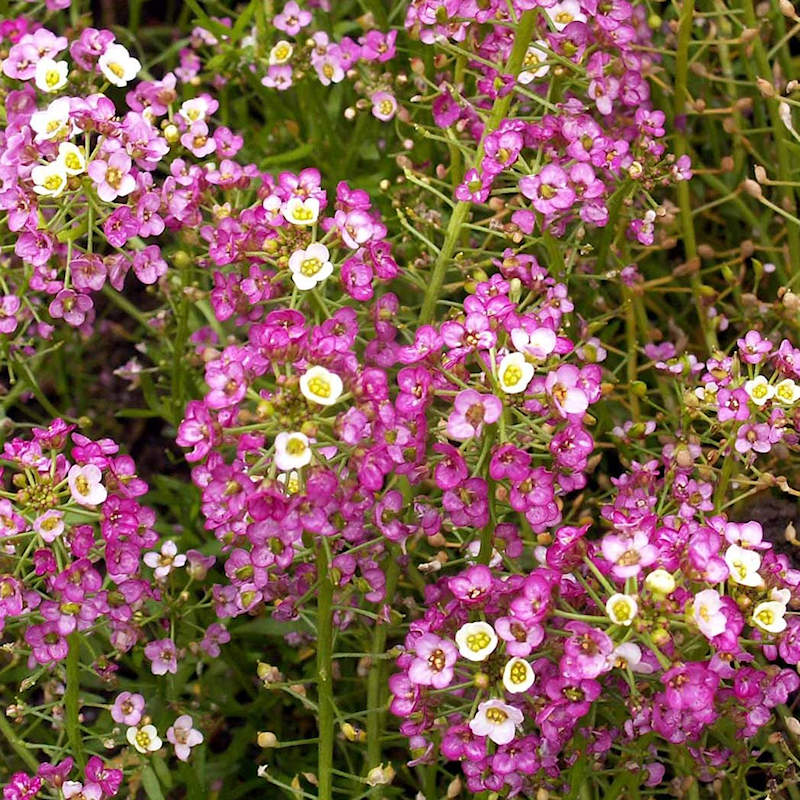 Alyssum Lobularia Maritima Dwarf Pink Sweet Herb Seeds for Planting