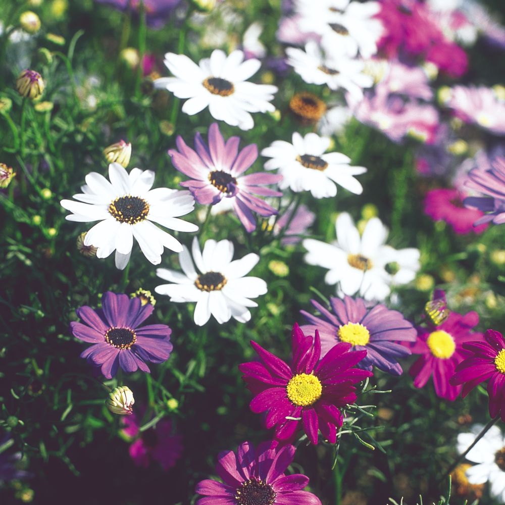 Mixed (Mixed scientific name) for planting in garden