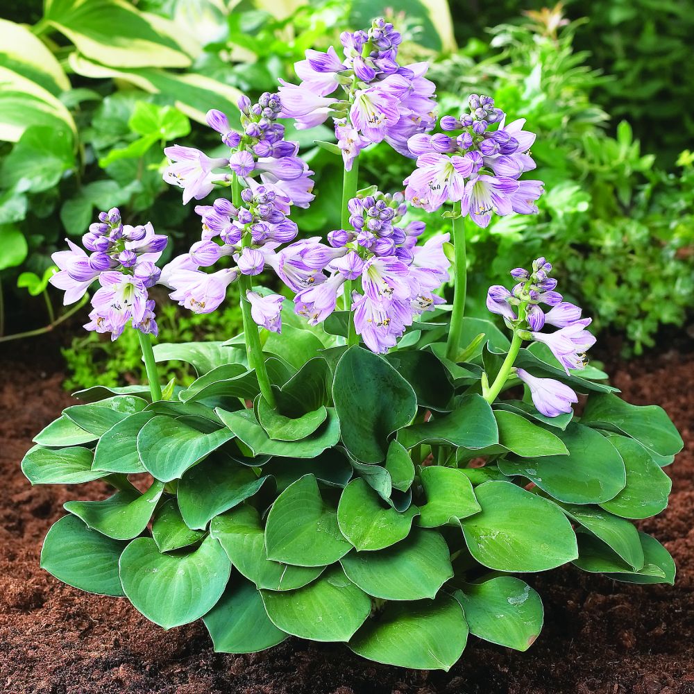 Hosta Roots - Blue Mouse Ears