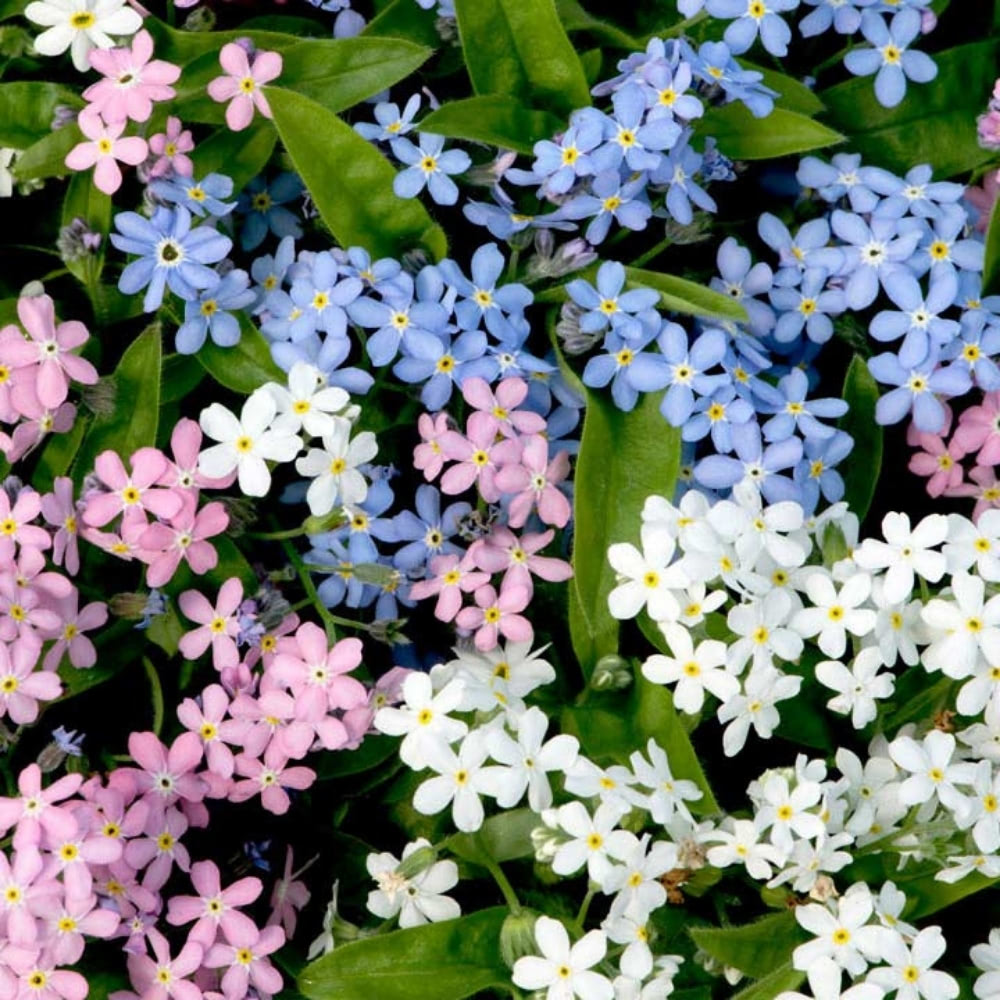 Forget Me Not Seeds - Mixed Colors