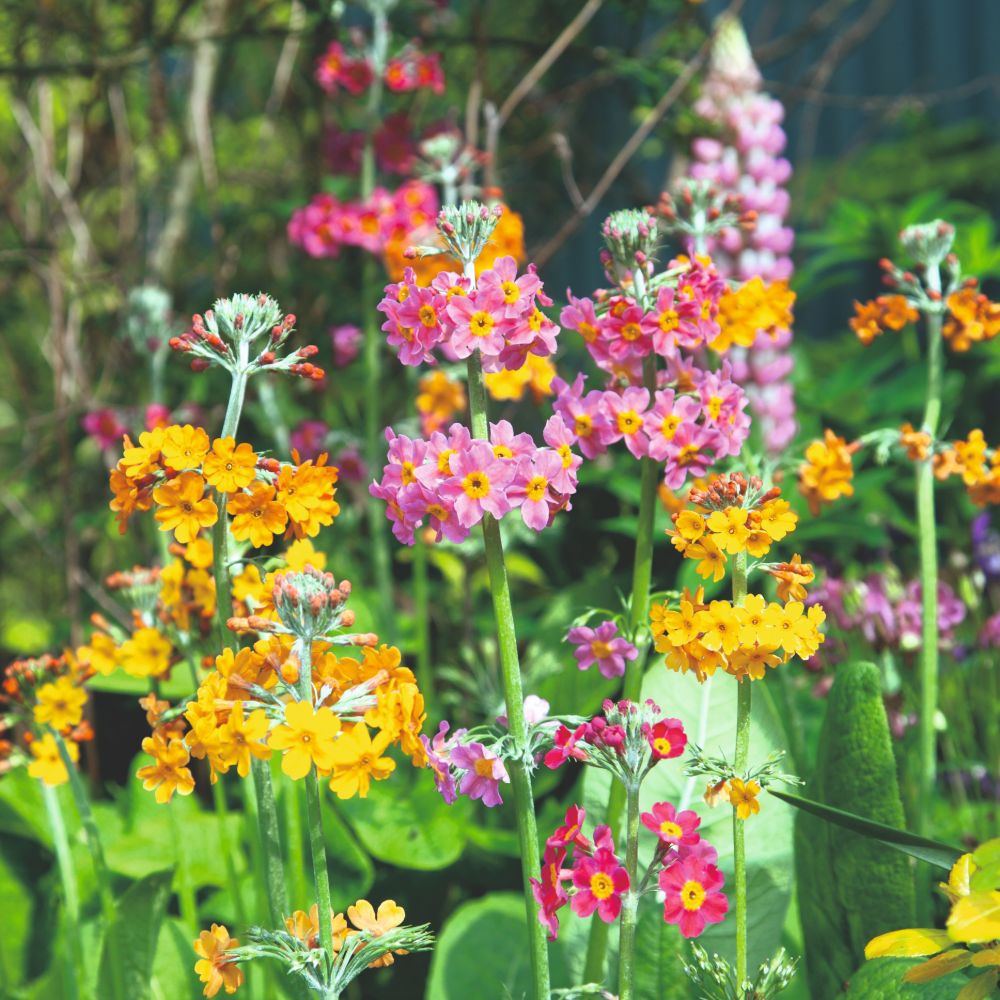 Primula Candelabra Mixed