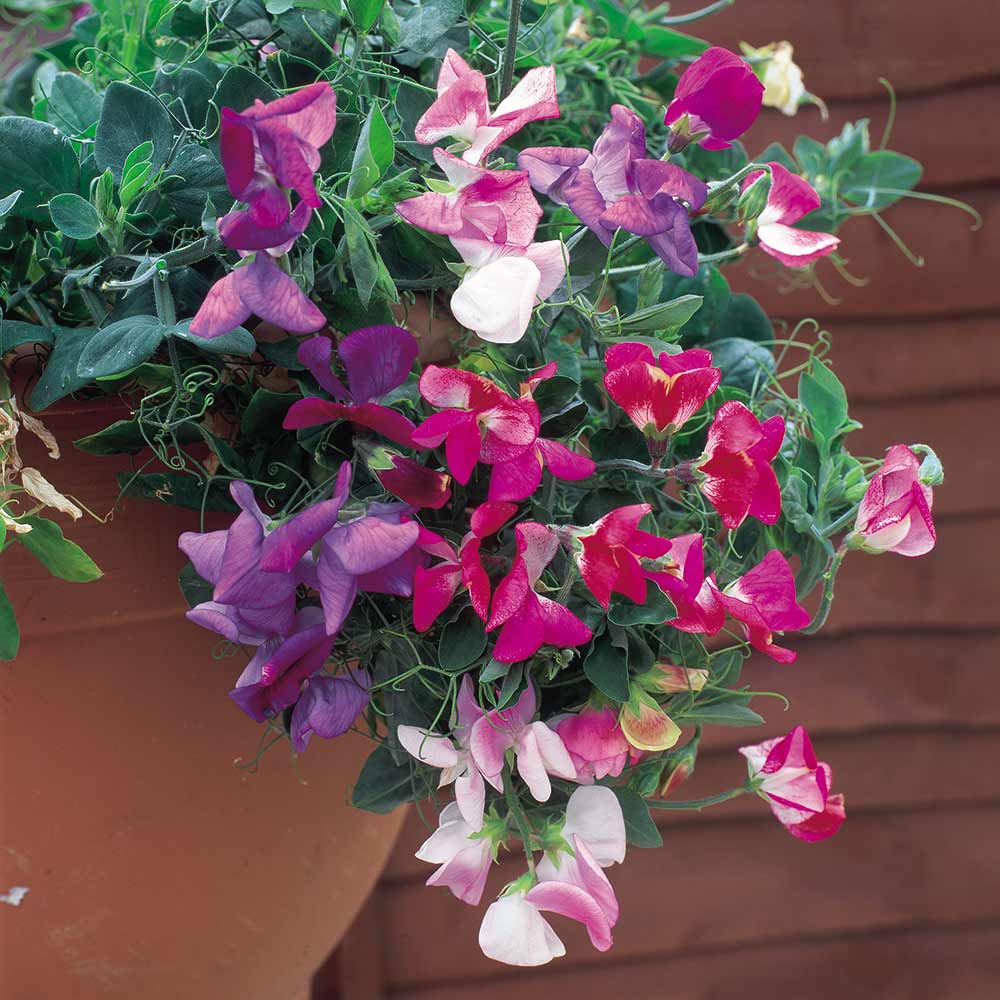 Sweetie - Sweet Pea Flower Seed Mix