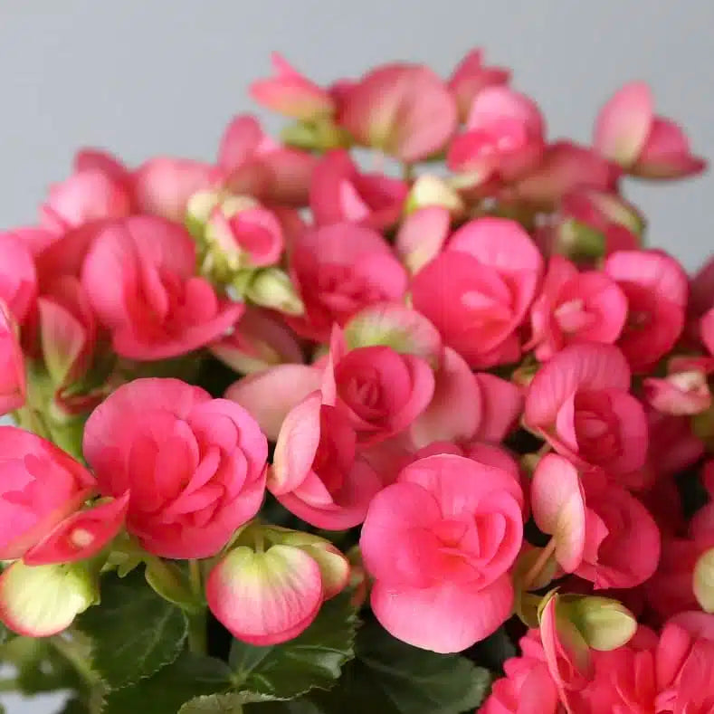 Rose Rieger Begonia Flowering Seeds For Planting In Pots