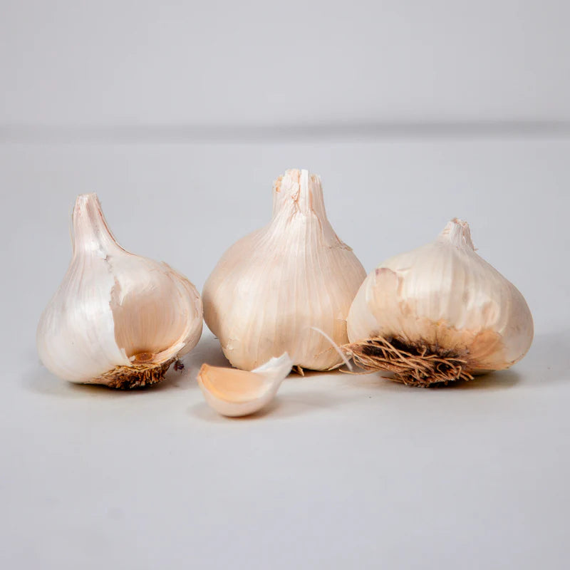 Garlic Inchelium Red Organic Bulbs | Award-Winning Softneck Organic Garlic – Heirloom, Non-GMO, High Germination Organic Garden Seeds