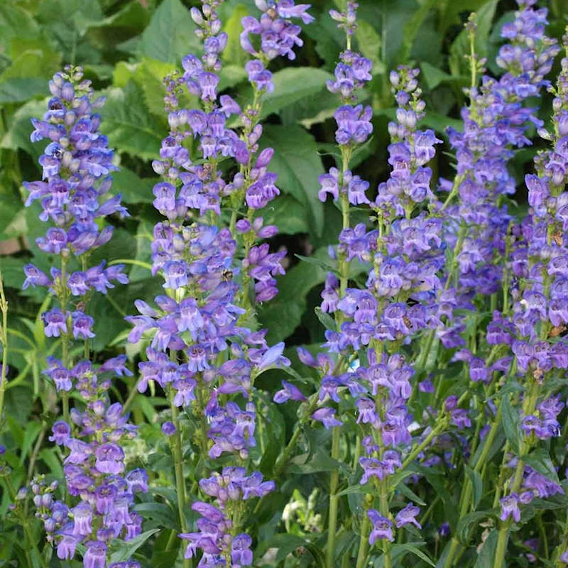 Blue Penstemon Flower Seeds for Planting