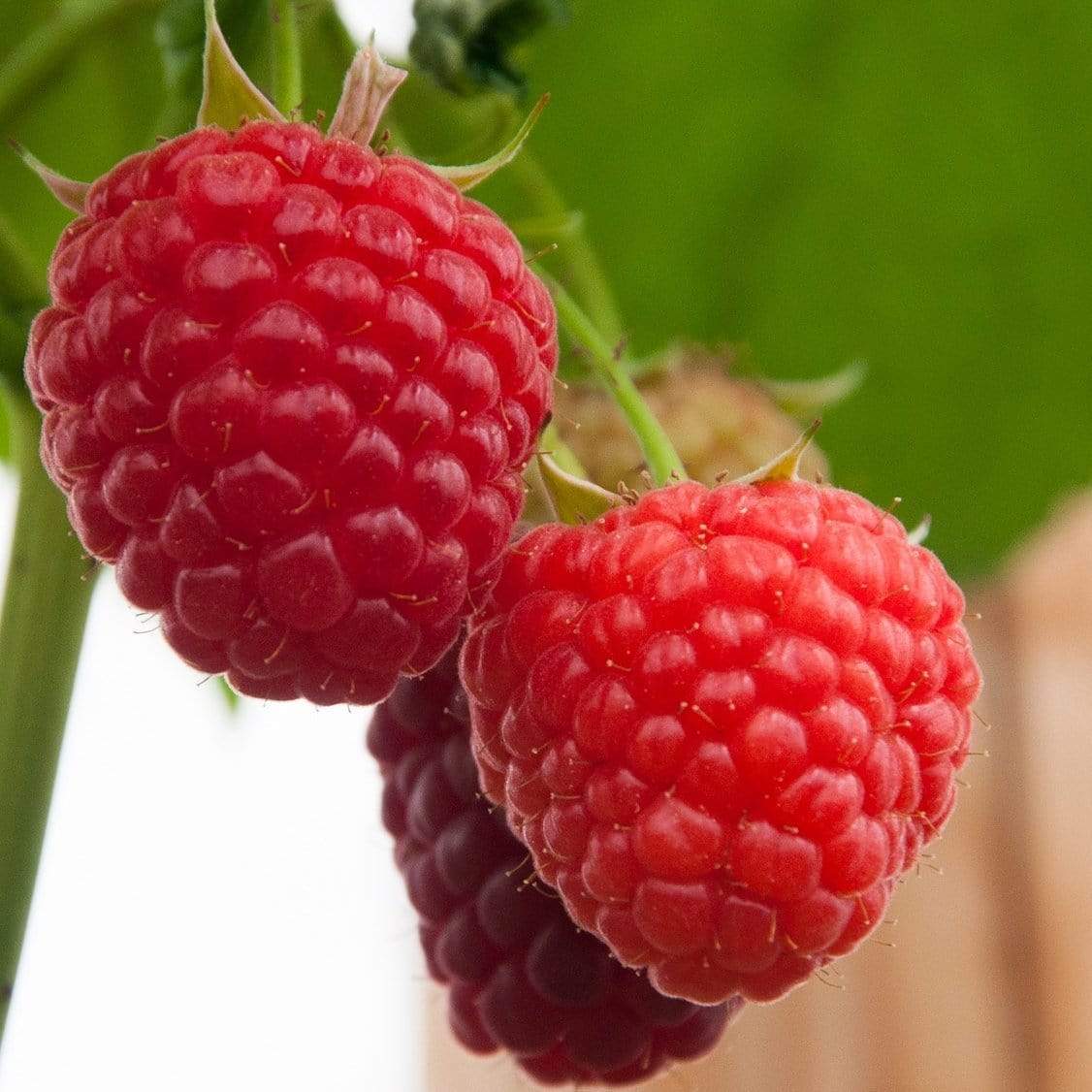 Red Raspberry Plant Collection