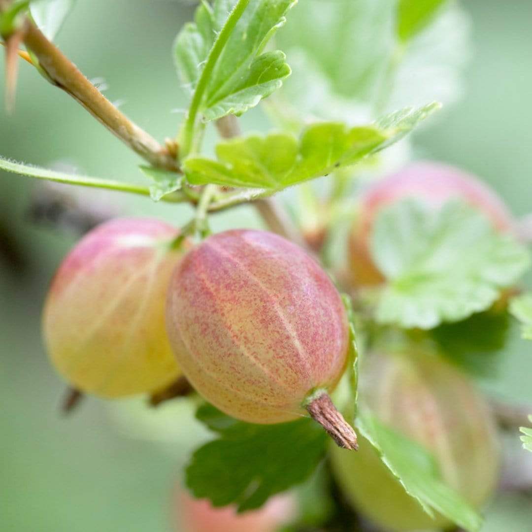 Falmouth Gooseberry (Ribes uva-crispa)