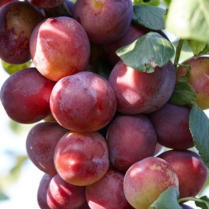 Victoria Plum (Prunus domestica 'Victoria') – Sweet, Juicy, and Versatile Plum Variety