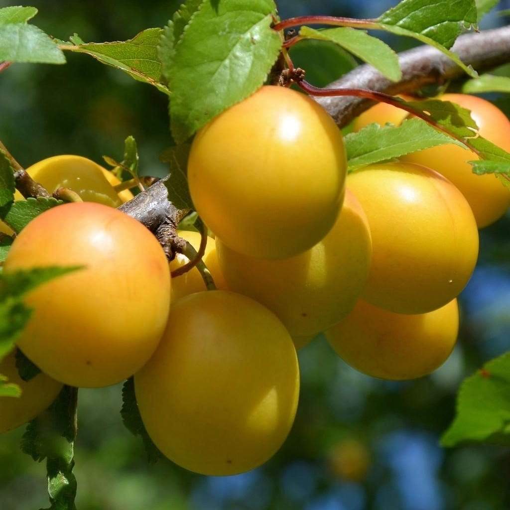 Oullins Gage Plum (Prunus domestica) Seeds